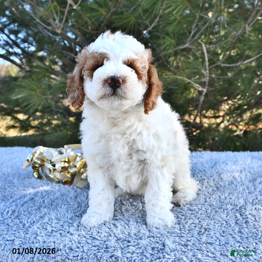 Mini Goldendoodle dogs Fiona - Ad 30