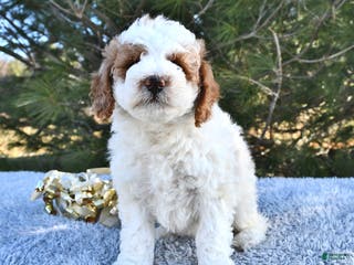 Mini Goldendoodle dogs Fiona - Ad 30