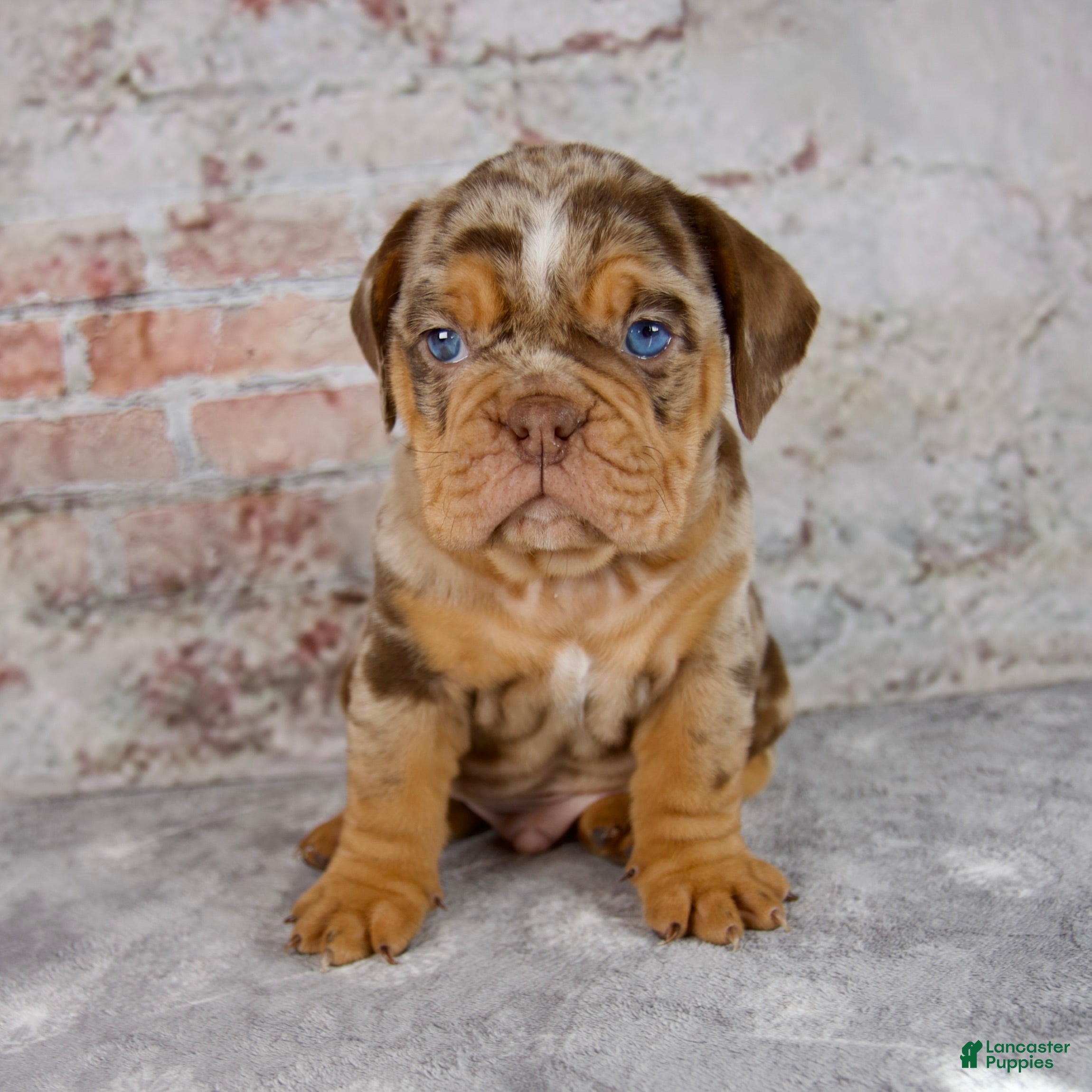 Beabull dogs Ginger - Ad 1