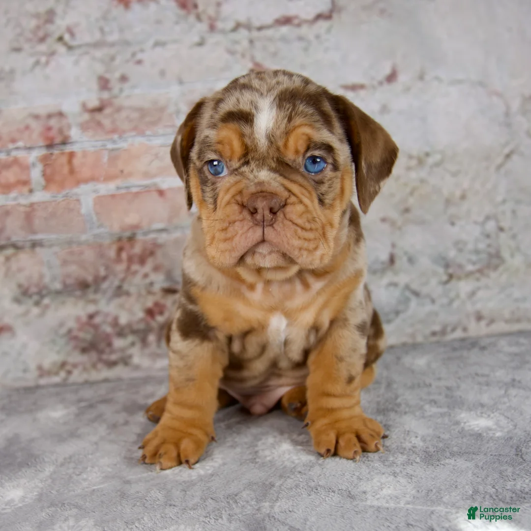 Beabull dogs for sale: Ginger - Ad 1