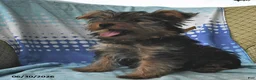 Yorkshire Terrier dogs for sale: Eenie - Ad 5