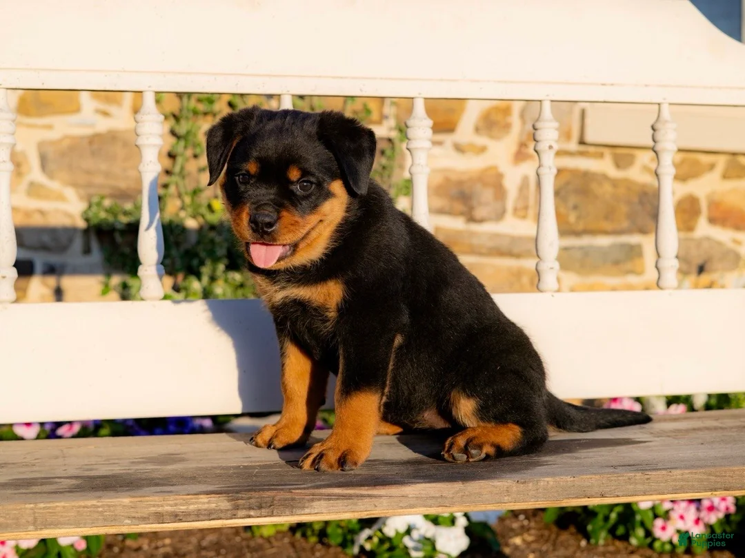 Rottweiler dogs for sale: Sierra - Ad 2