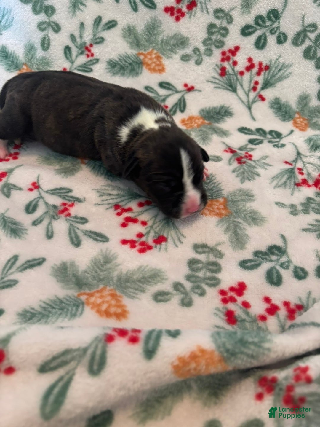 Mixed Breed dogs for sale: Eclipse  - Ad 3