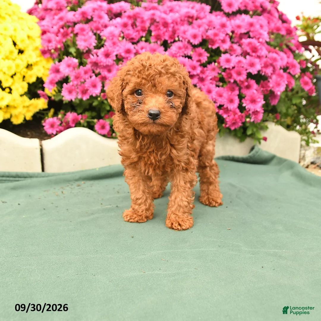 Toy Poodle dogs for sale: Lassie - Ad 1