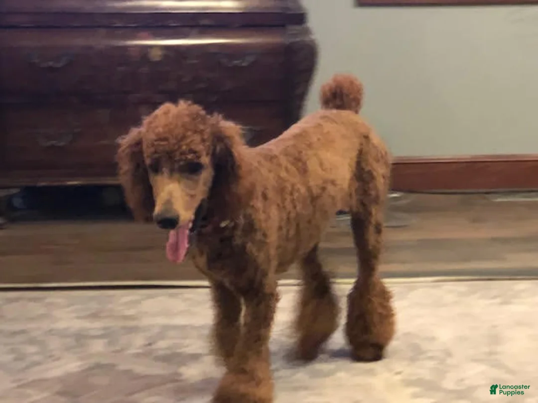 Gallery Image {{count}}