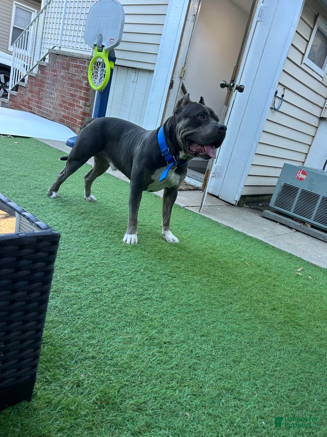 American Bully dogs for stud: KFK Ace  - Ad 3