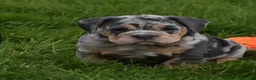 Beabull dogs for sale: Josie  - Ad 5