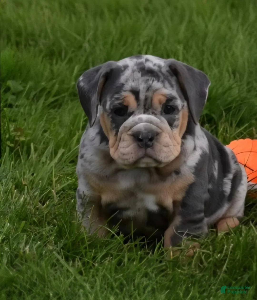 Beabull dogs for sale: Josie  - Ad 5