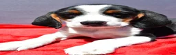 Beagle dogs for sale: Rudy - Ad 7