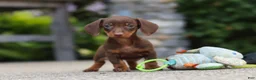 Miniature Dachshund dogs for sale: Ana - Ad 17