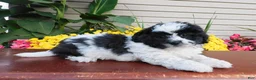 Teddy Bear dogs for sale: Yo crunch  - Ad 3