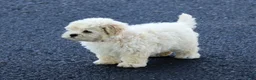 Maltipoo dogs for sale: Bella - Ad 9