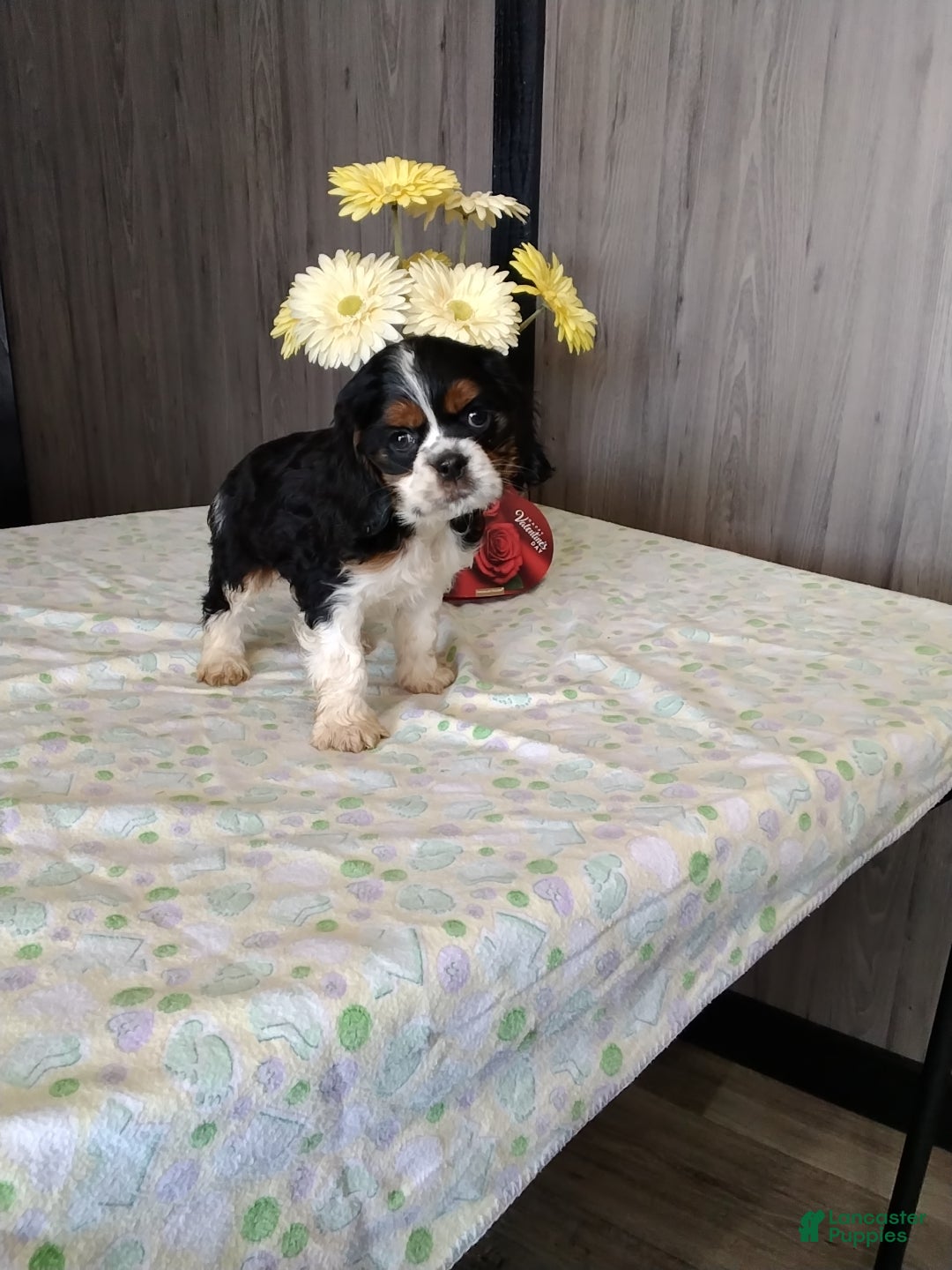 Cocker Spaniel dogs Dexter - Ad 38