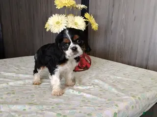 Cocker Spaniel dogs Dexter - Ad 38