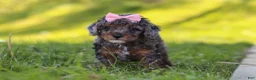 Miniature Poodle dogs for sale: Lexi - Ad 6