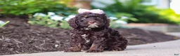 Cockapoo dogs for sale: Faye - Ad 1