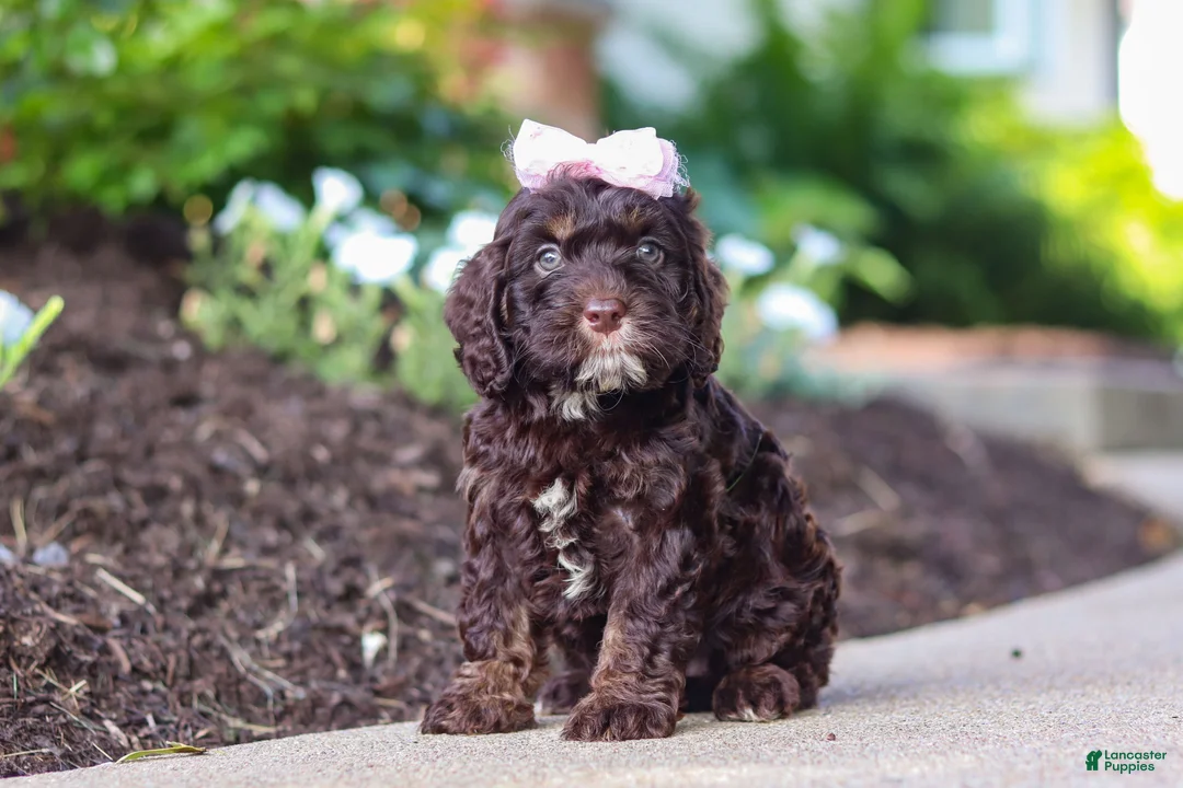 Cockapoo dogs for sale: Faye - Ad 1