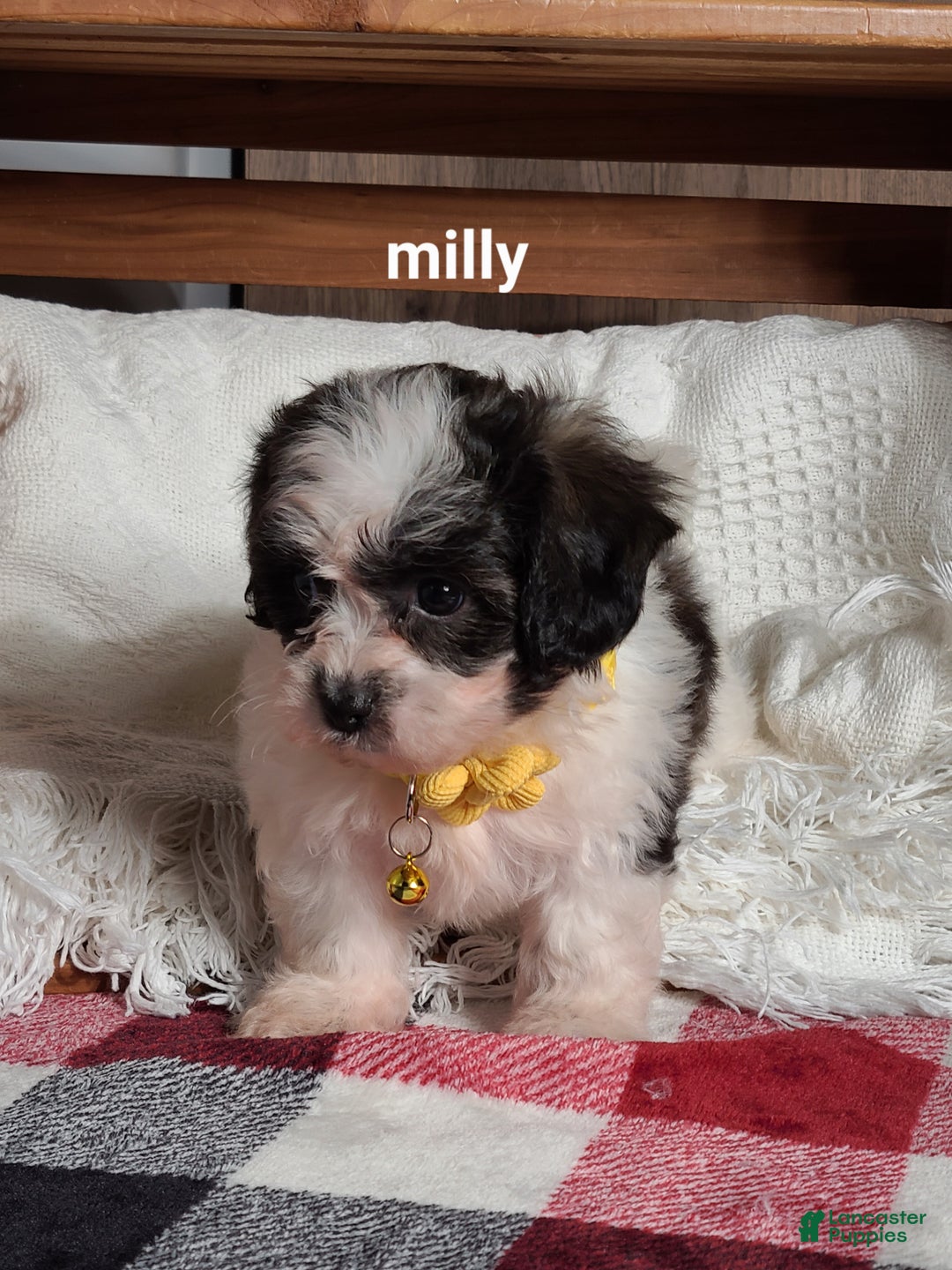 Teddy Bear dogs for sale: Milly - Ad 5