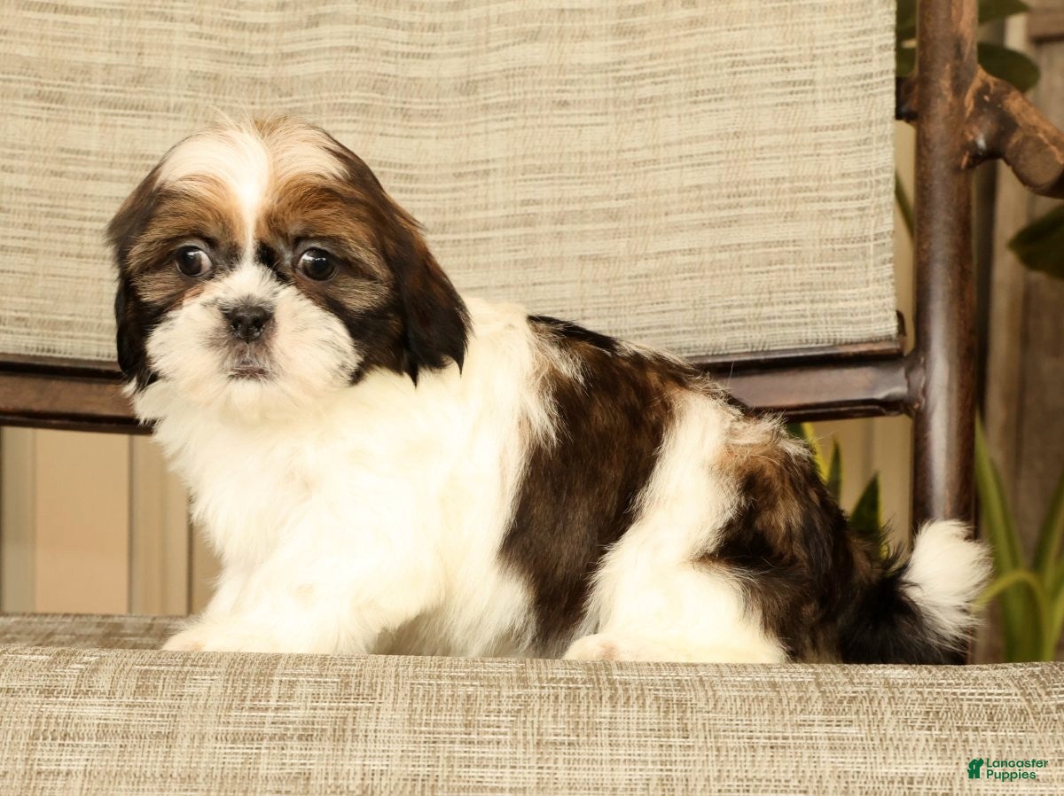 Malshi dogs for sale: Macey - Ad 2