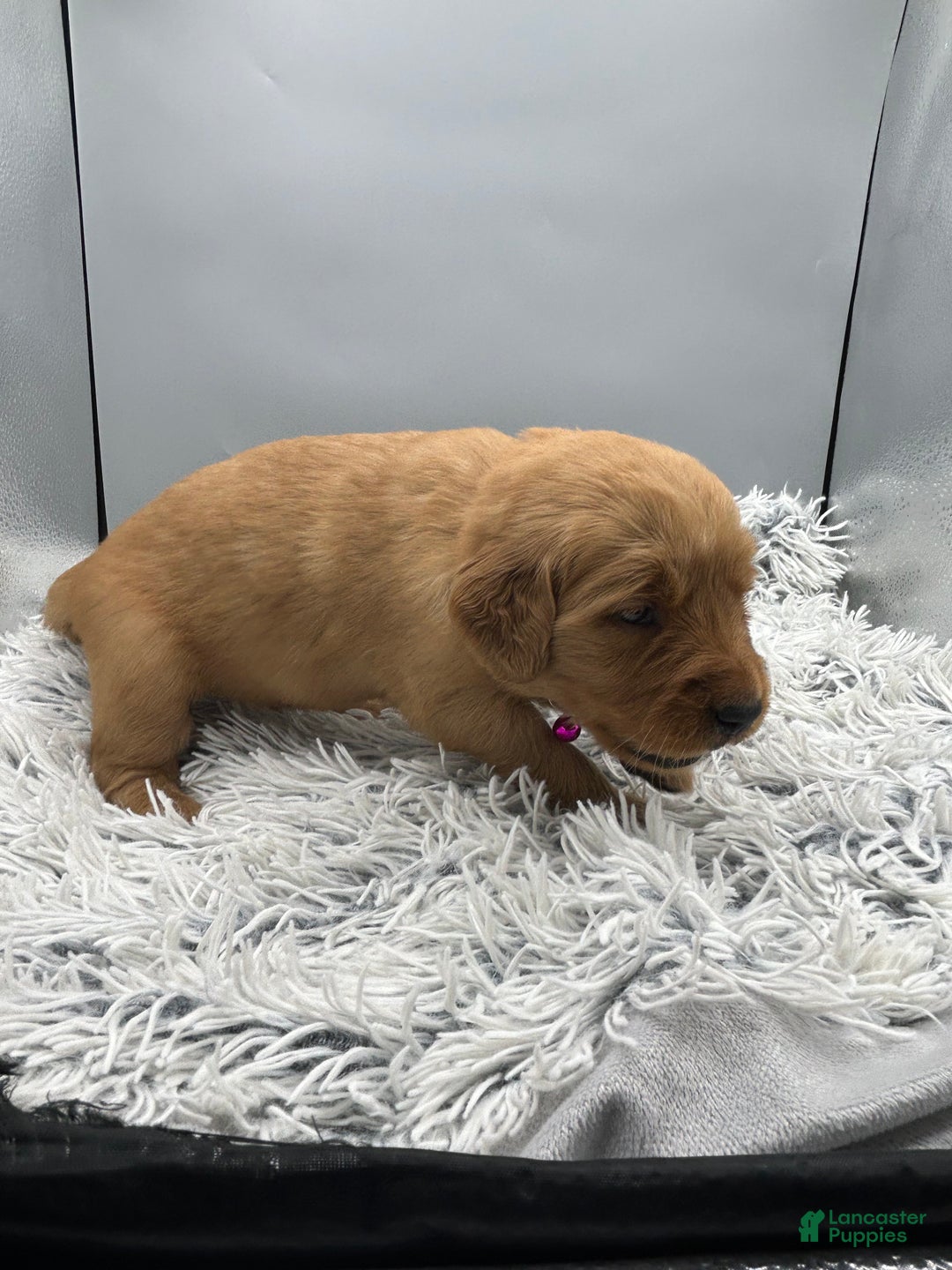 Golden Retriever dogs for sale: Golden Retriever Puppy - Stella - Ad 10