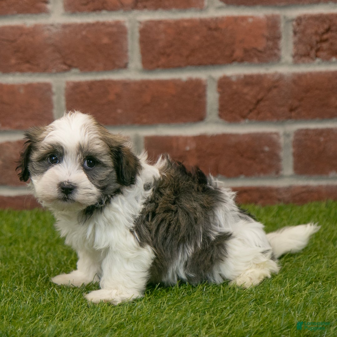 Havapoo dogs for sale: Ace - Ad 5