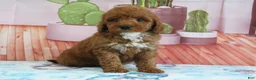 Mini Goldendoodle dogs for sale: Halo - Ad 1