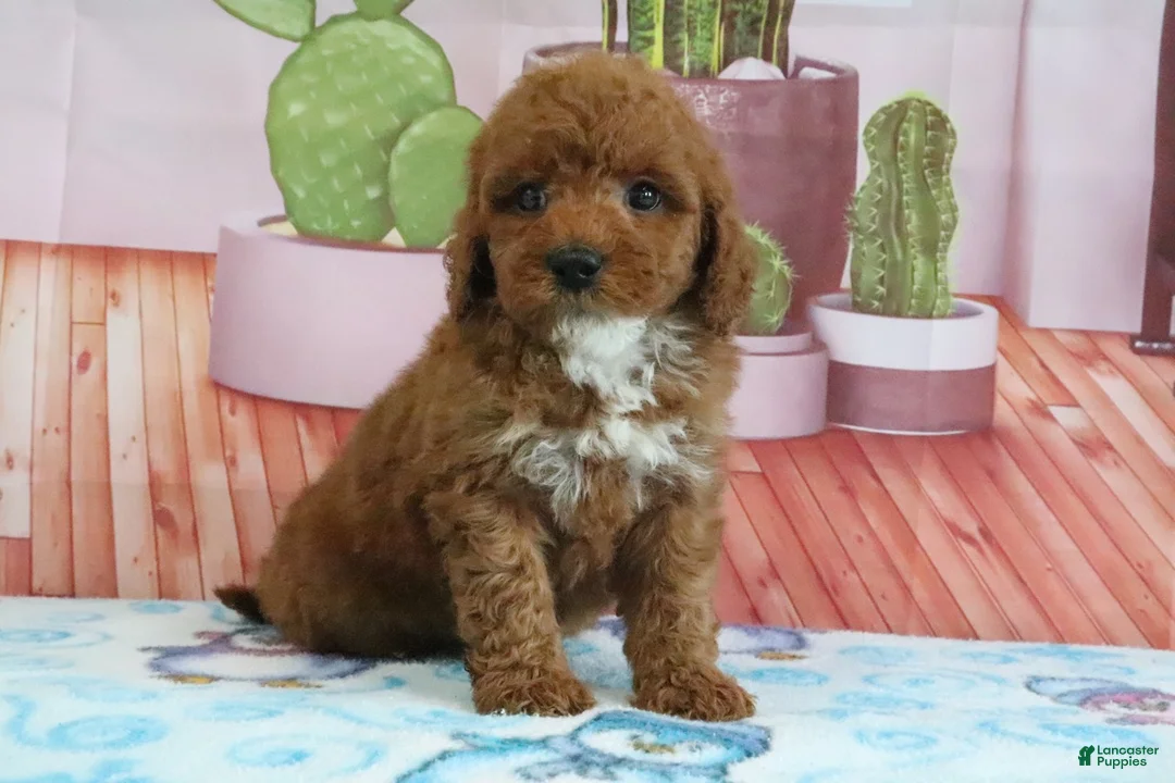 Mini Goldendoodle dogs for sale: Halo - Ad 1