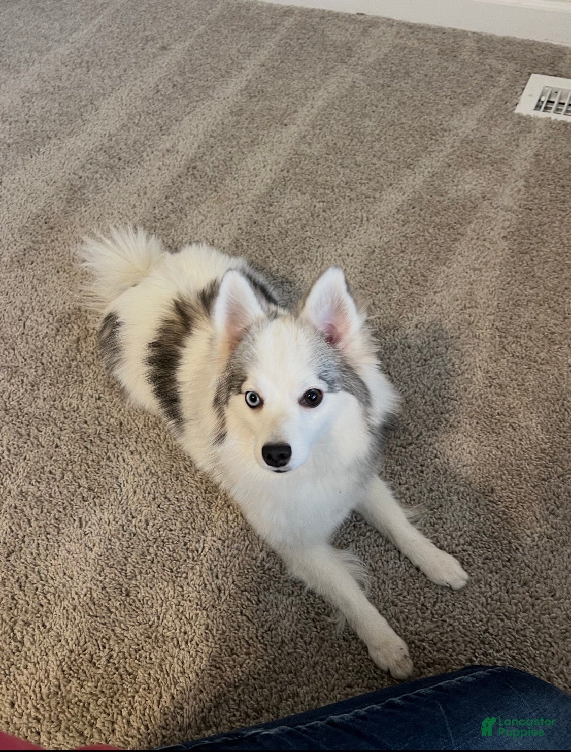 Pomeranian dogs Pomeranian Puppy 1 - Ad 2