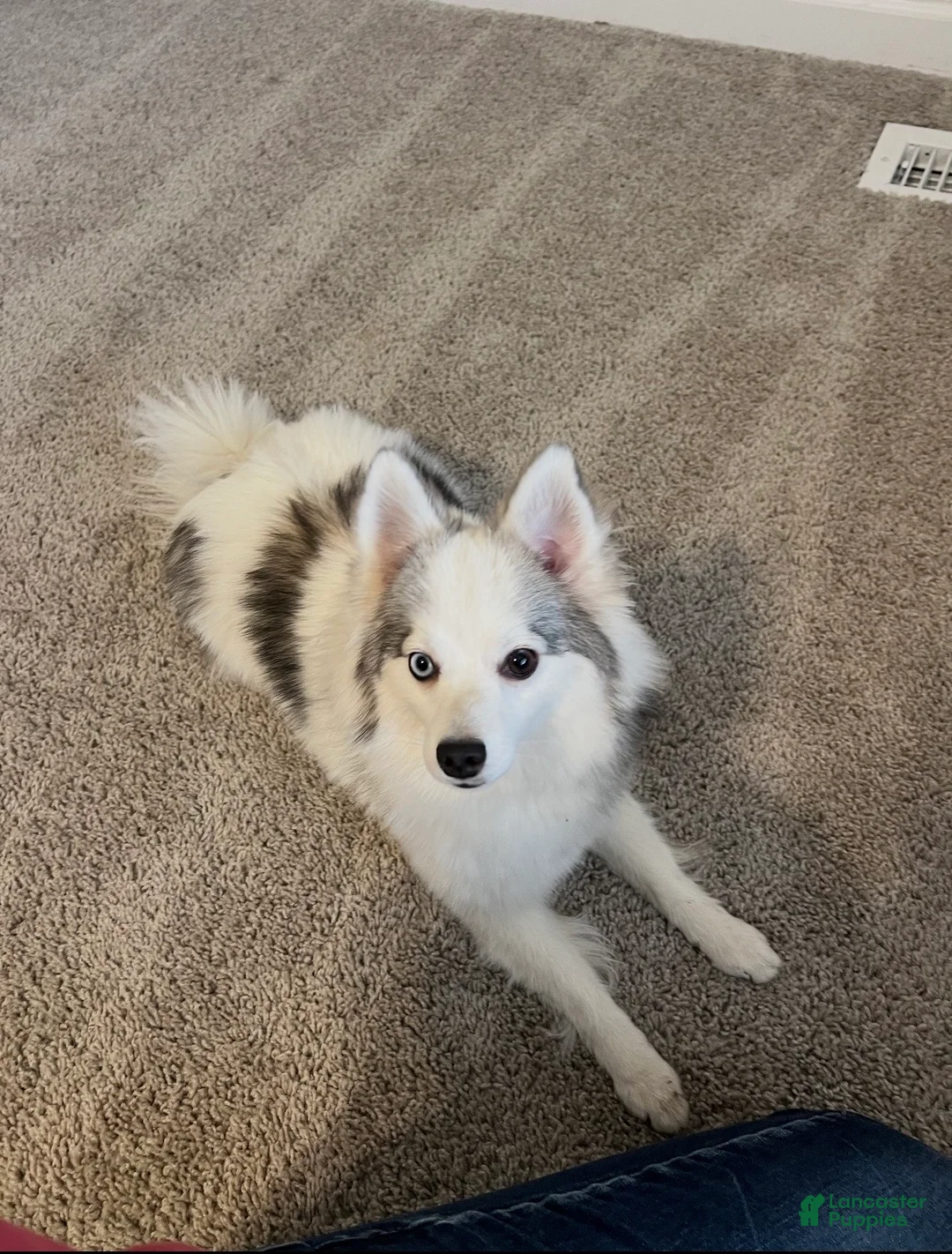 Pomeranian dogs for sale: Pomeranian Puppy 1 - Ad 2