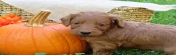 Mini Goldendoodle dogs for sale: Coffee - Ad 3
