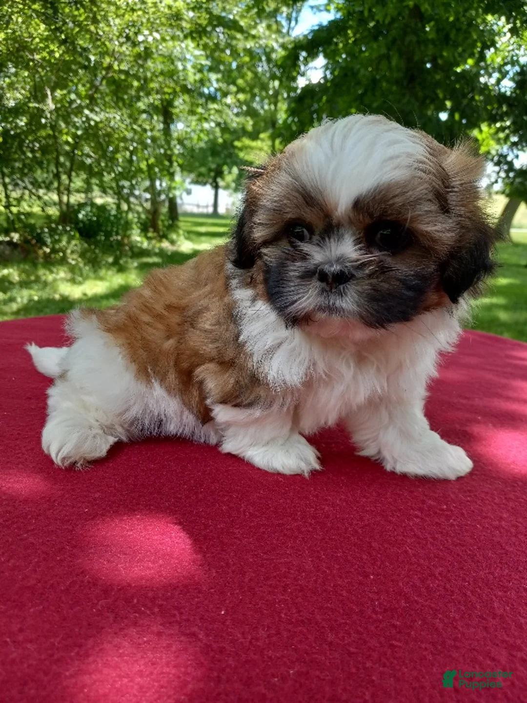 Shih Tzu dogs for sale: Pearl - Ad 4
