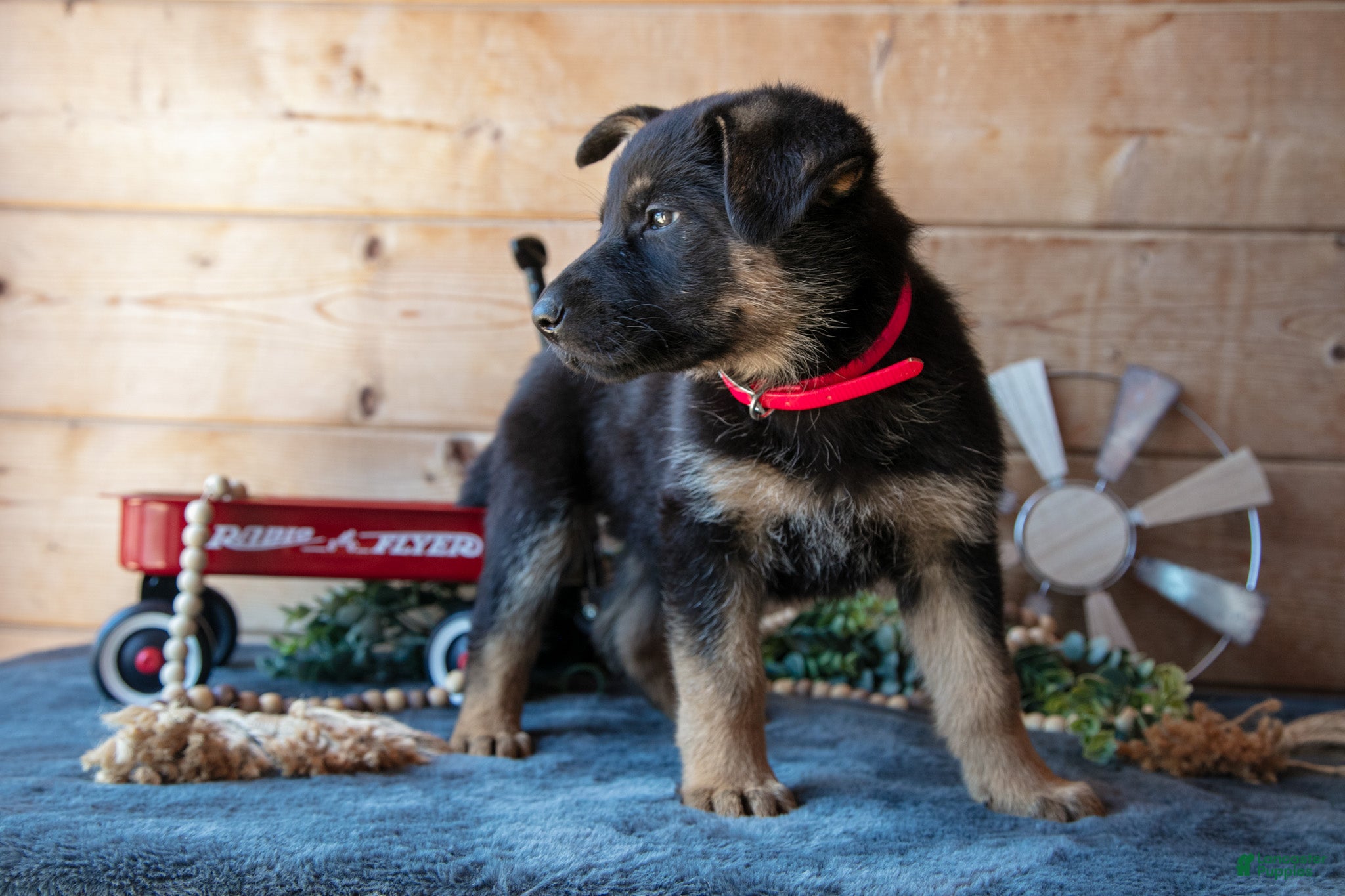 German Shepherd dogs for sale: Miracle - Ad 3