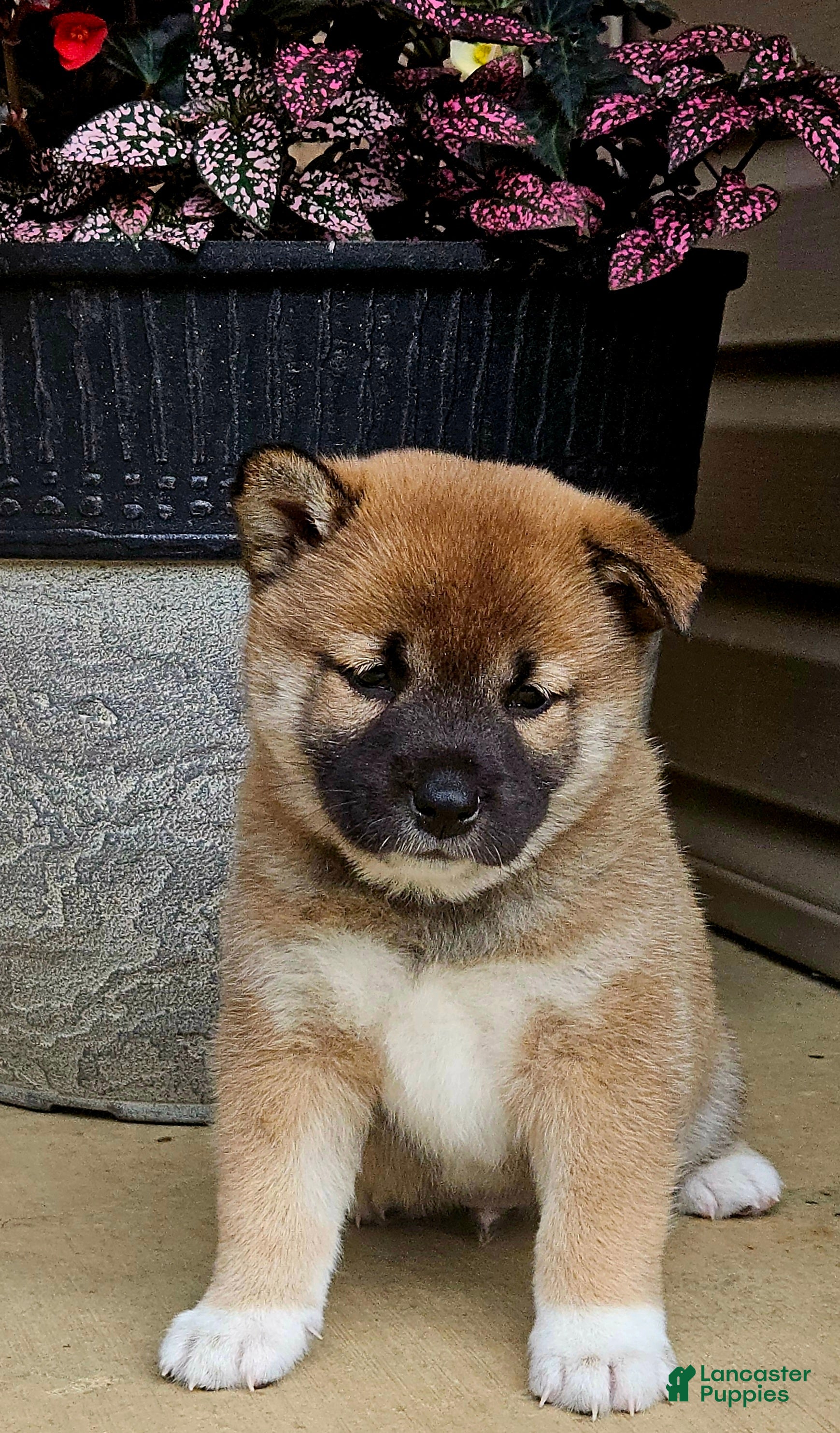 Shiba Inu dogs Graham - Ad 1