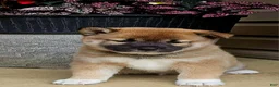 Shiba Inu dogs for sale: Graham - Ad 1