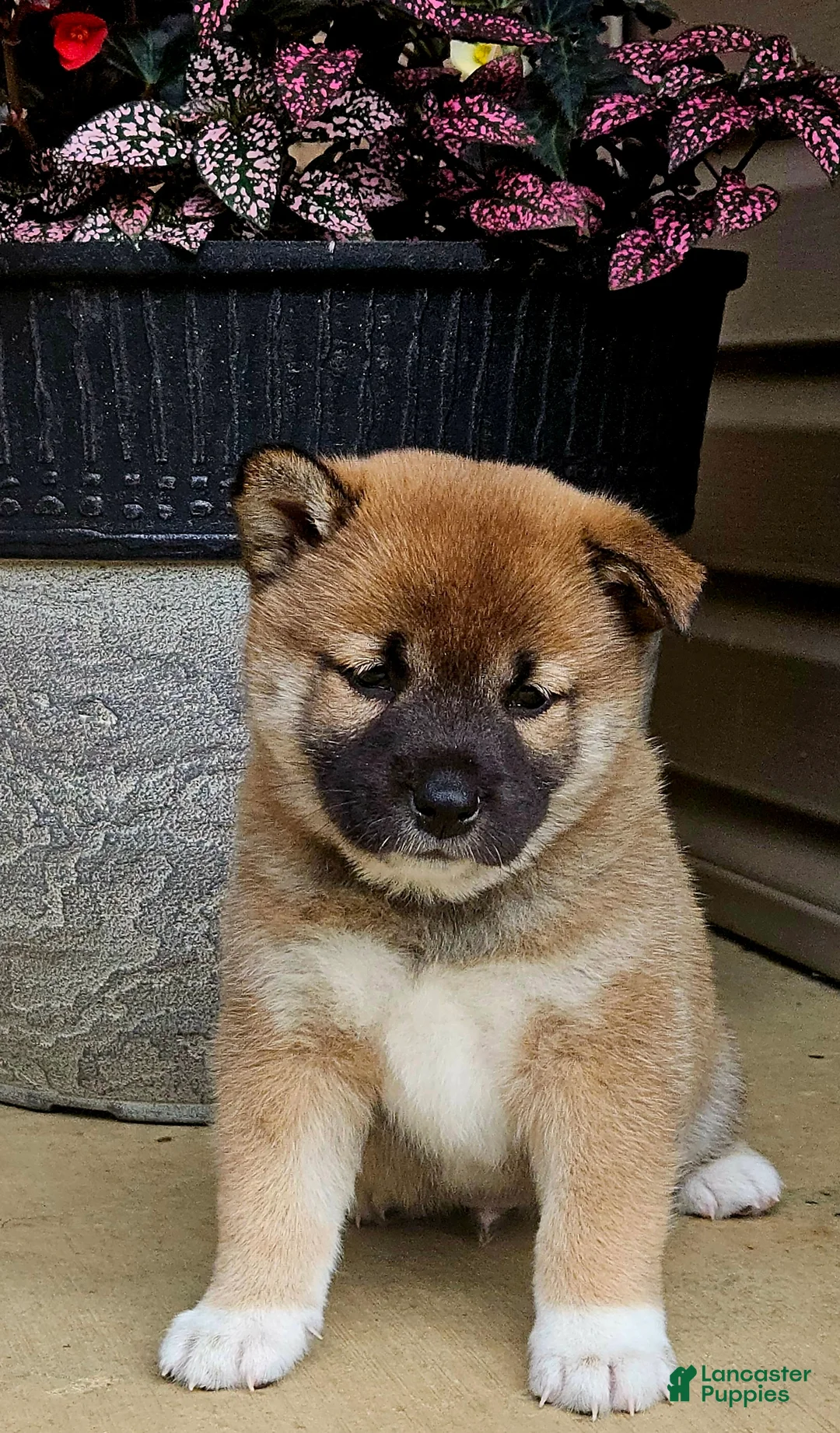 Shiba Inu dogs for sale: Graham - Ad 1