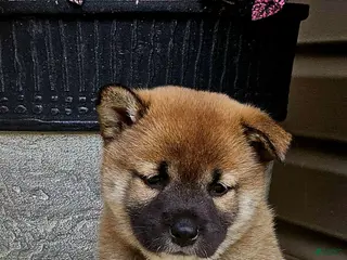 Shiba Inu dogs for sale: Graham - Ad 1
