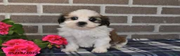 Shih Tzu dogs for sale: Kevin - Ad 2
