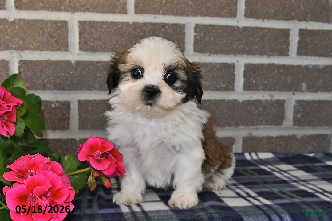 Shih Tzu dogs for sale: Kevin - Ad 2