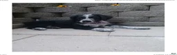 Mixed Breed dogs for sale: Millie - Ad 4
