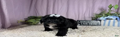 Shihpoo 3