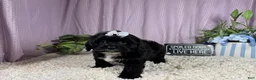Shihpoo dogs for sale: Shihpoo 3 - Ad 1