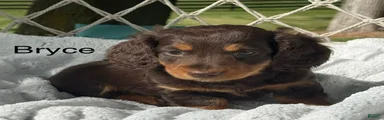 Bryce
