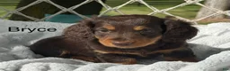 Miniature Dachshund dogs for sale: Bryce - Ad 1