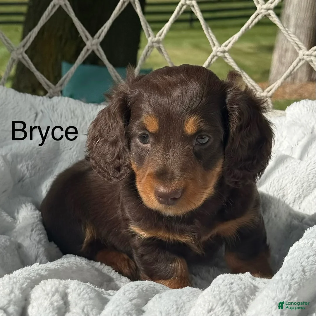 Miniature Dachshund dogs for sale: Bryce - Ad 1