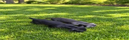 Cane Corso dogs for sale: Cane Corso 5 - Ad 5
