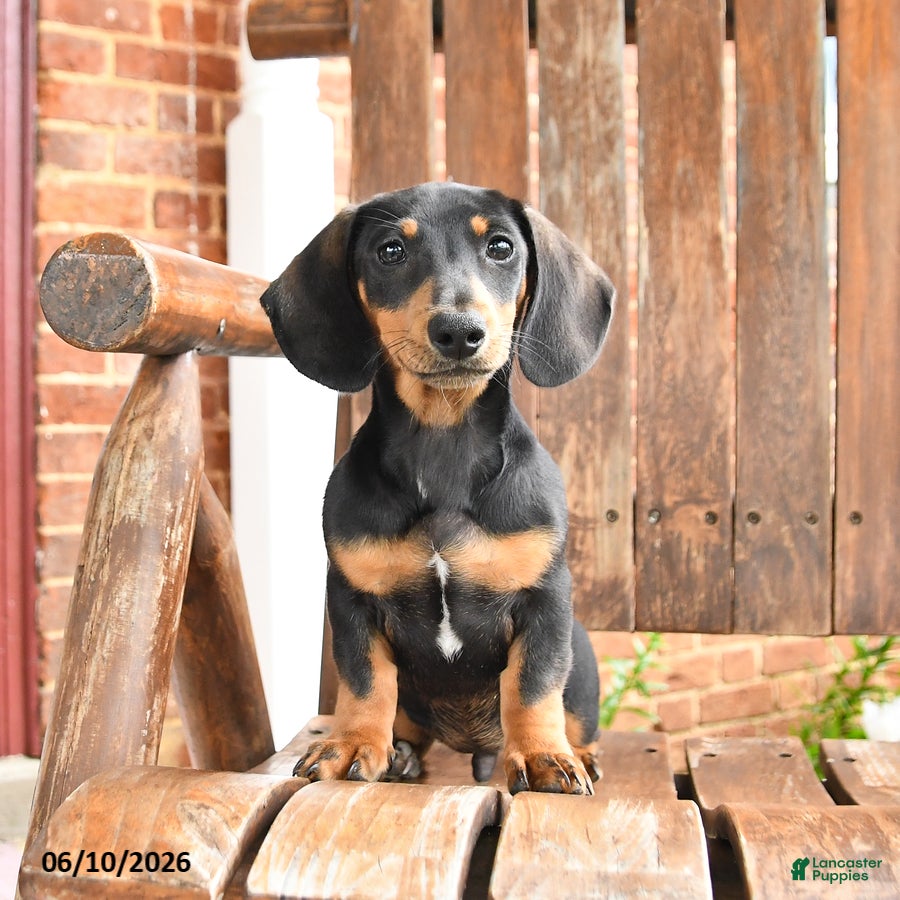 Dachshund dogs Hunter - Ad 1