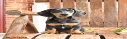 Dachshund dogs for sale: Hunter - Ad 1