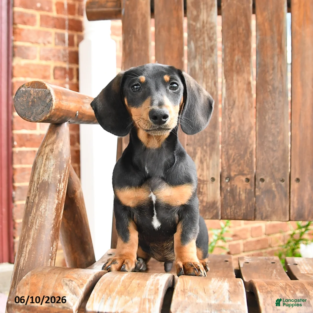 Dachshund dogs for sale: Hunter - Ad 1