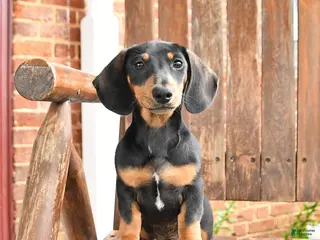 Dachshund dogs for sale: Hunter - Ad 1