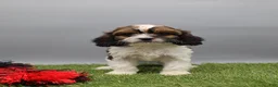Cockapoo dogs for sale: Thunder - Ad 4